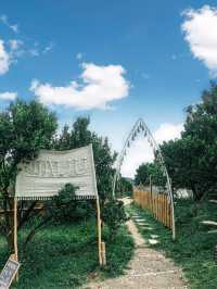 JINJU the orange farm สวนส้มเชียงใหม่ฟีลเกาหลี