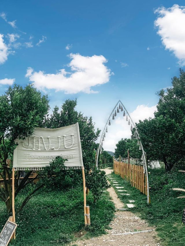 JINJU the orange farm สวนส้มเชียงใหม่ฟีลเกาหลี