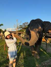 ป้อนอาหารน้องช้าง ถ่ายรูปเล่นที่ Cafe Elephant🐘