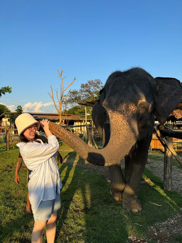 ป้อนอาหารน้องช้าง ถ่ายรูปเล่นที่ Cafe Elephant🐘