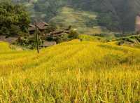 Spectacular views of rice terraces
