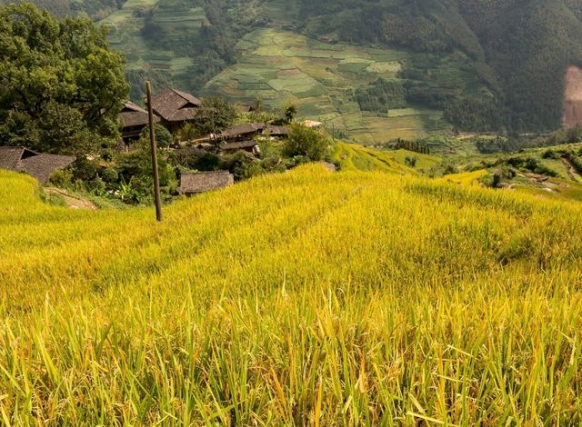 Spectacular views of rice terraces