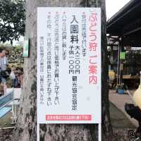 【埼玉】所沢で人気のぶどう狩りスポット🍇「所沢ぶどう園」