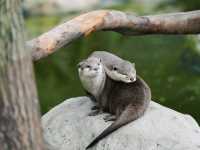 《動物園》【上海動物園】環境優美,攝影愛好者必去!