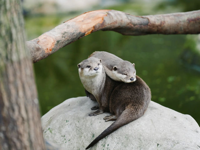 《動物園》【上海動物園】環境優美,攝影愛好者必去! 《動物園》【上海動物園】環境優美,攝影愛好者必去!