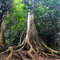 🇲🇾 Venture into Malaysia’s Ancient Taman Negara Forest