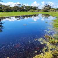 A Tranquil Escape with Kangaroos