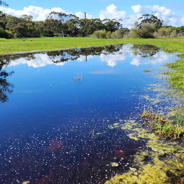 A Tranquil Escape with Kangaroos
