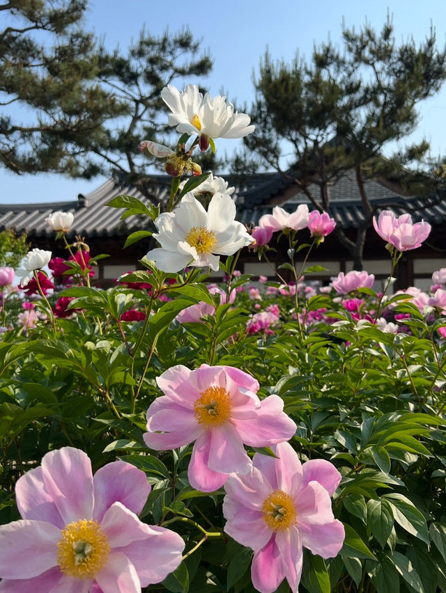순천만 국가정원은 꼭 가봐야해요~ ⛲️