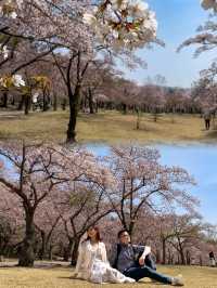 A Romantic Spring Escape: The Perfect Couple's Travel Experience in Gyeongju