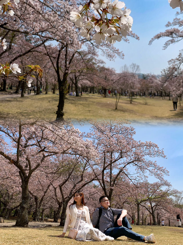 A Romantic Spring Escape: The Perfect Couple's Travel Experience in Gyeongju