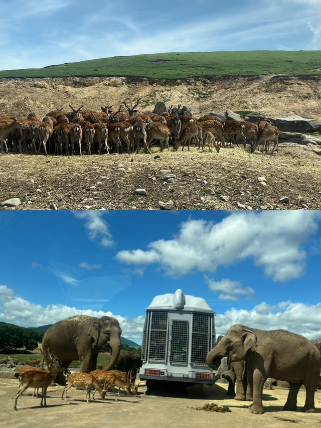 近距離餵動物嘅難忘體驗 