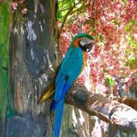 上野動物園簡～親親可愛動物
