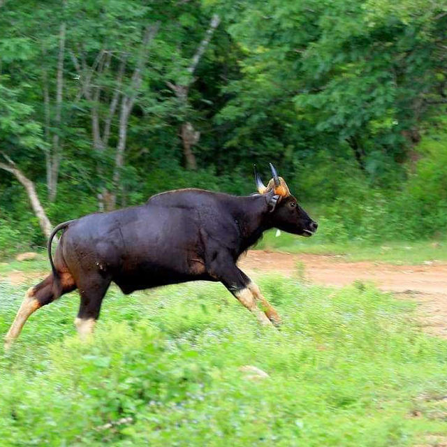 อุทยานแห่งชาติกุยบุรี