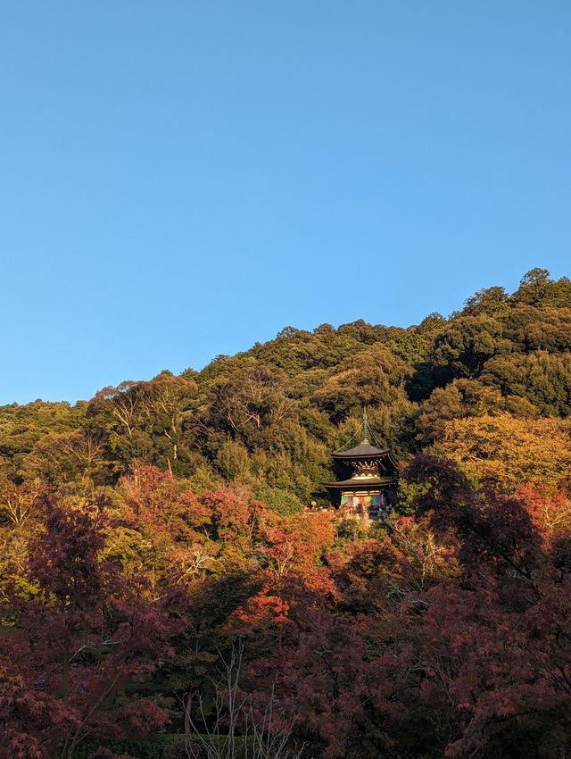 <京都 永觀堂>  🇯🇵楓葉女王的聖殿