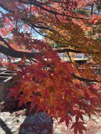【山梨】富士山のほとりで秋満喫🍂