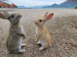 Ōkunoshima: Come and Find the Adorable Bunnies!
