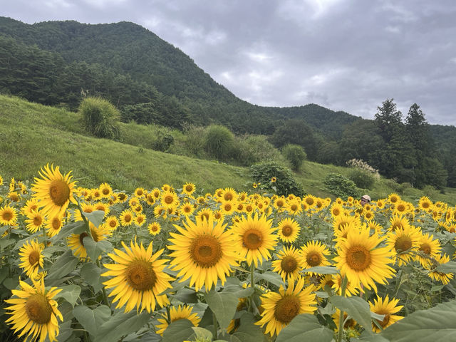国営アルプスあづみの公園@長野・安曇野🌻