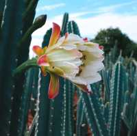 ไร่วันยังขำ จ.ศรีสะเกษ 🏜️🌵🌿
