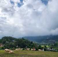 บ้านแกะแม่ขิ-Maekee Sheep House  🐑