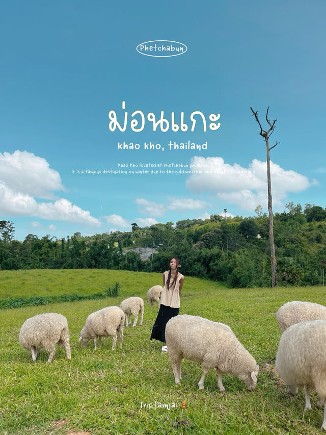 ไปให้อาหารน้องแกะที่ ม่อนแกะ เขาค้อ กัน 🌳🐑 