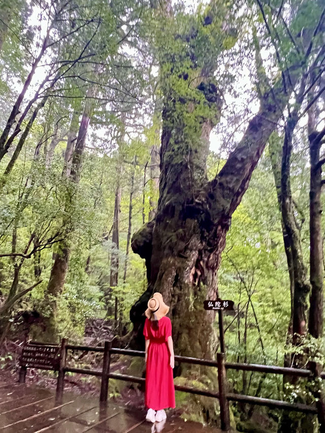 まるで もののけな パワースポット🌳