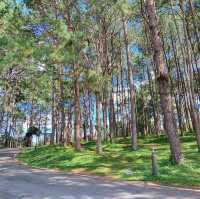 ภูหินร่องกล้า - ลานกางเต็นท์กลางป่าสน