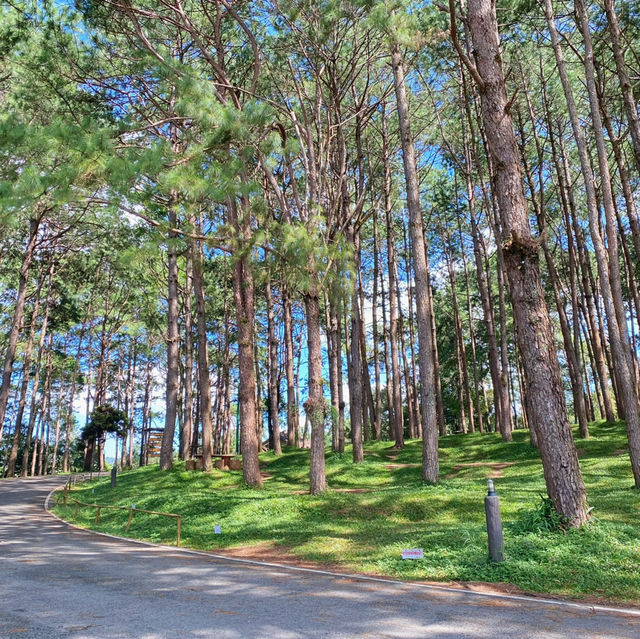ภูหินร่องกล้า - ลานกางเต็นท์กลางป่าสน