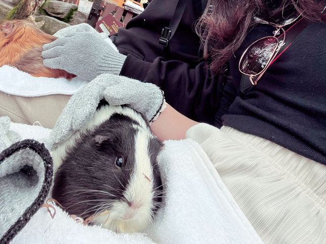 日本🇯🇵 九州自然動物園｜居然可以親自餵獅子🦁 超近距離接觸各種可愛的動物！