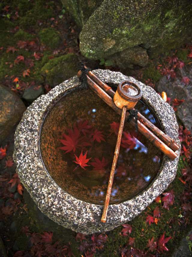 【ここ行って】紅葉の道が美しい✨奈良時代開創の無料で楽しめる紅葉スポット🍁