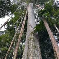 My Taman Negara Adventure!