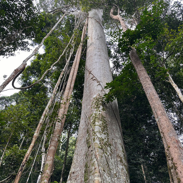 My Taman Negara Adventure!