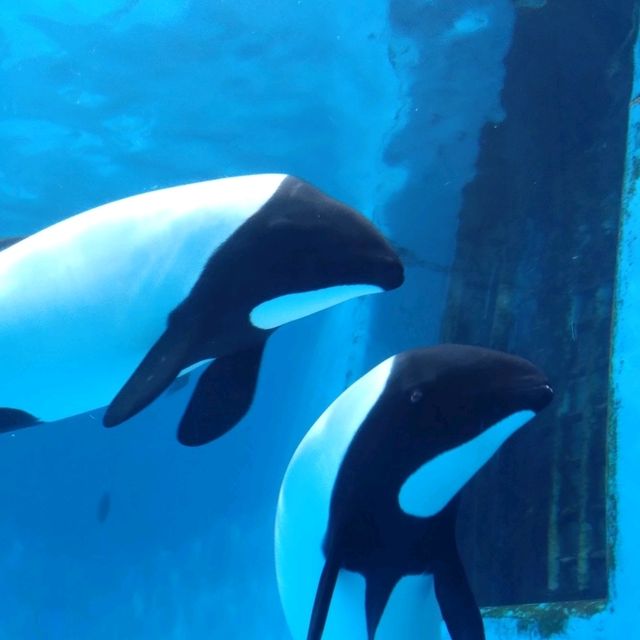 仙台景點｜冬季限定東北企鵝大暴走—仙台海洋森林水族館