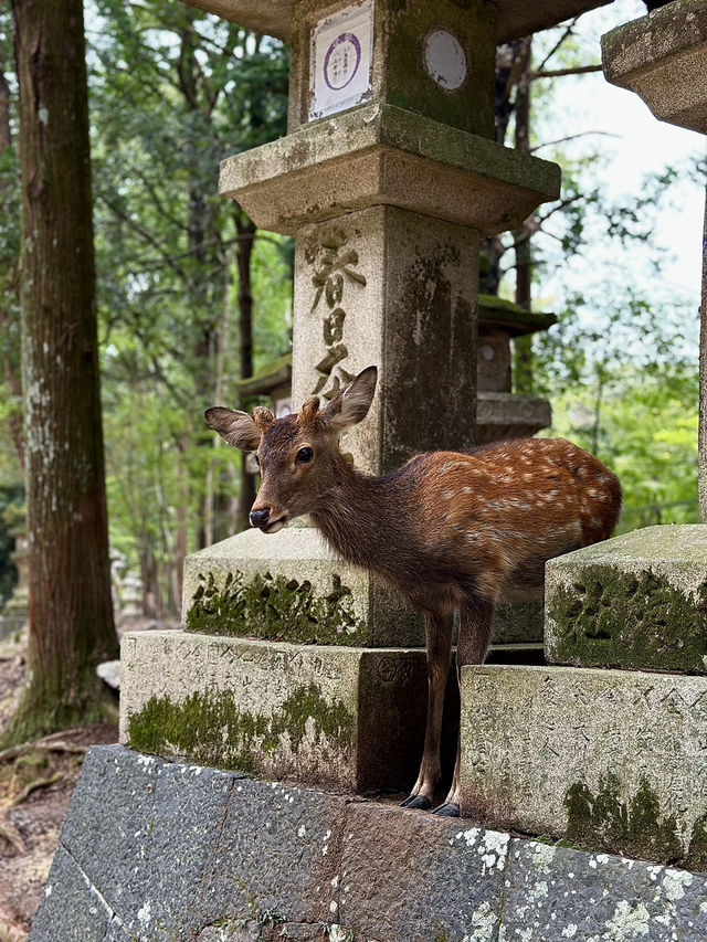 Nara’s Sacred Sanctuary ⛩️🦌