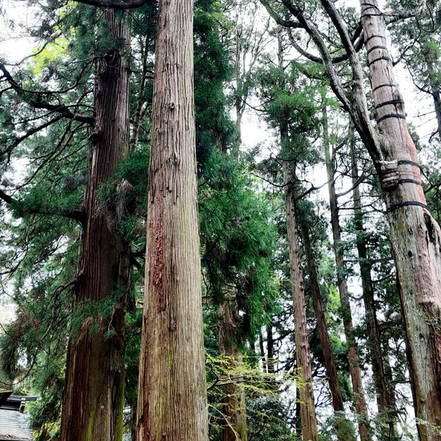 錐麓古道：綠野中的歷史足跡 🌿🚶‍♂️