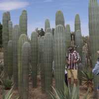 Cactus Thiemann 🌵仙人掌園