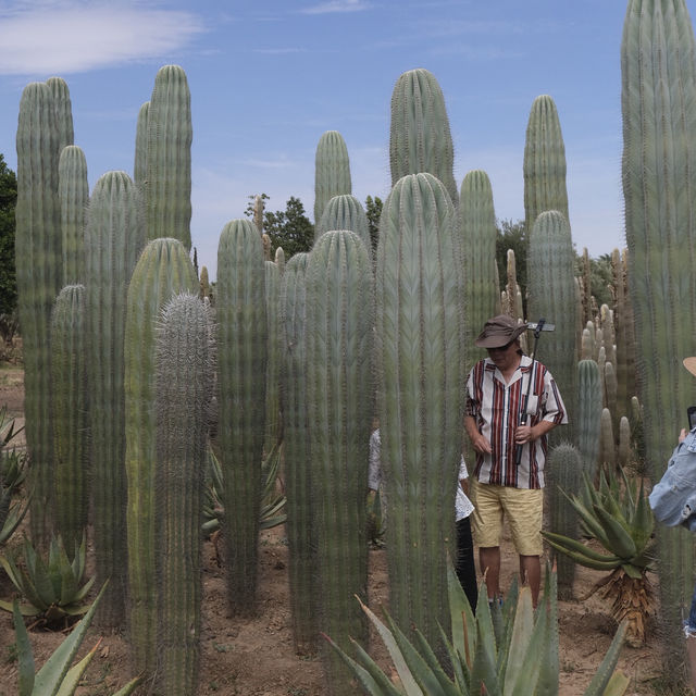 Cactus Thiemann 🌵仙人掌園