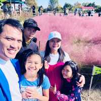 Pink Paradise: Pyeongtaek’s Autumn Gem