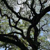 Nature’s Beauty and Timeless Charm: My Day at Taman Tasik Taiping!