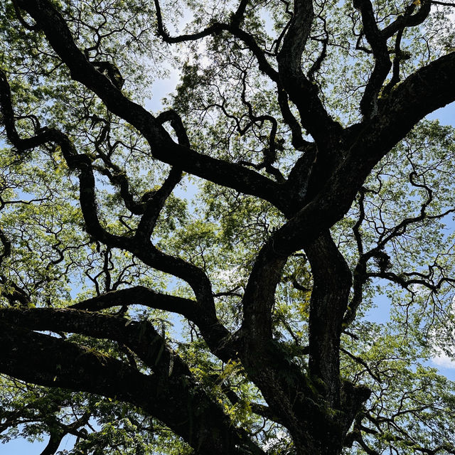 Nature’s Beauty and Timeless Charm: My Day at Taman Tasik Taiping!