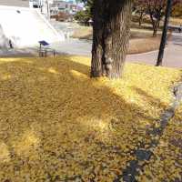 ฤดูใบไม้ร่วงในเกาหลีใต้🍂🍁(โซล & จินจู)