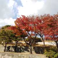 ฤดูใบไม้ร่วงในเกาหลีใต้🍂🍁(โซล & จินจู)