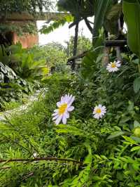Horme cafe คาเฟ่นนทบุรี