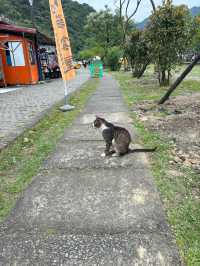 หมู่บ้านแมวที่ไต้หวัน Houtong Cat Village