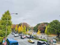 🇯🇵 東京市中心賞銀杏紅葉🍁