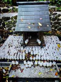 【神奈川県/鎌倉　白狐の置物がたくさん並ぶ神秘的な場所『佐助稲荷神社』】
