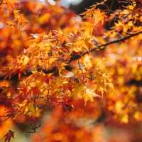 วัดคินคะคุจิ(Kinkakuji)