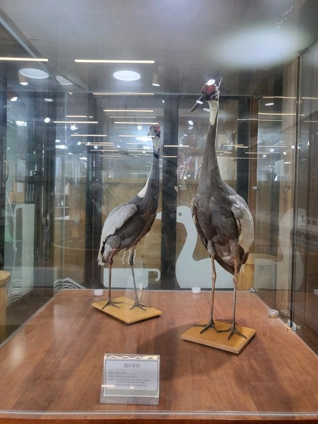 우리나라의 두루미를 지켜나가는 곳 철원