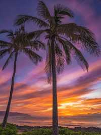 Why Palm Tree Lovers Need to Visit Hawaii🌴