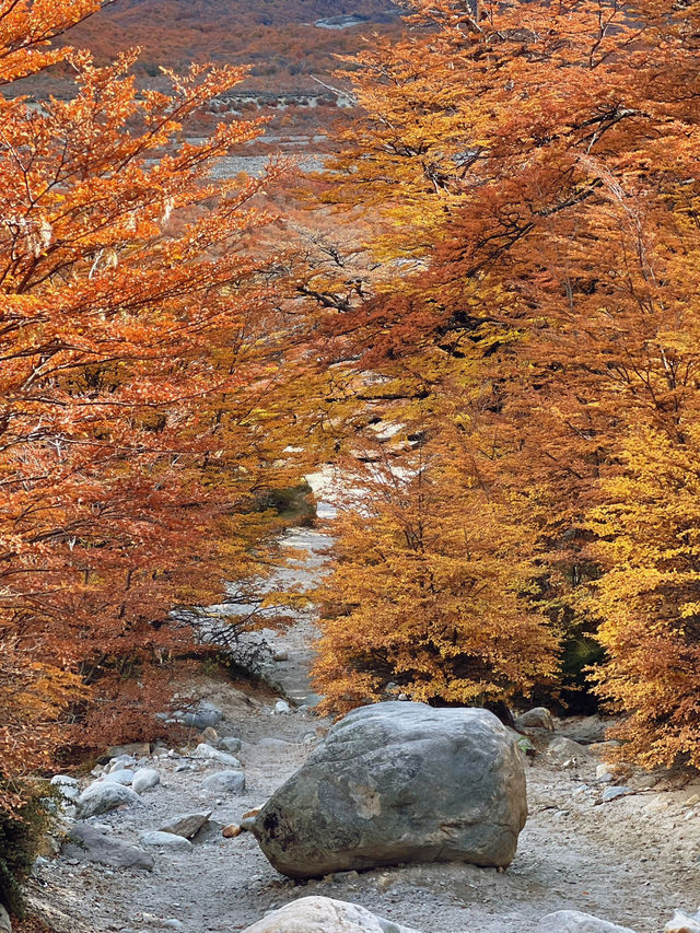 เดิน Hiking กับเส้นทาง Laguna Torre Patagonia 